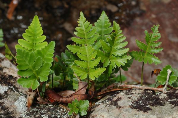 Habit