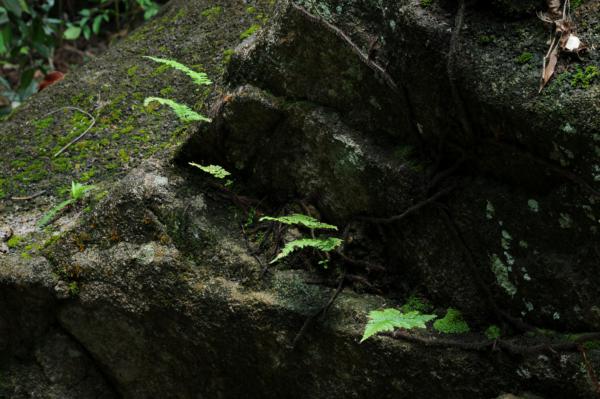 Habit on rocks