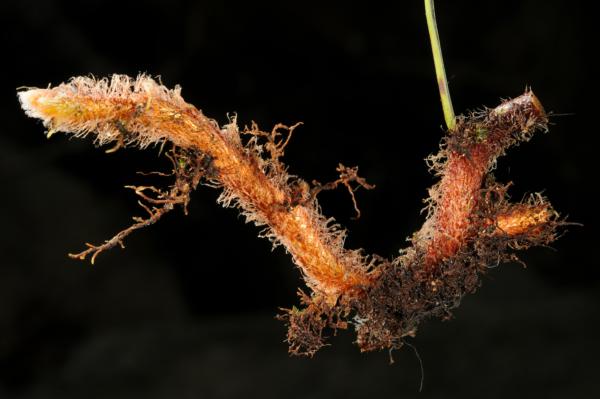Rhizome