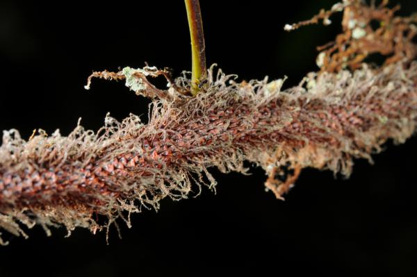 Rhizome scales