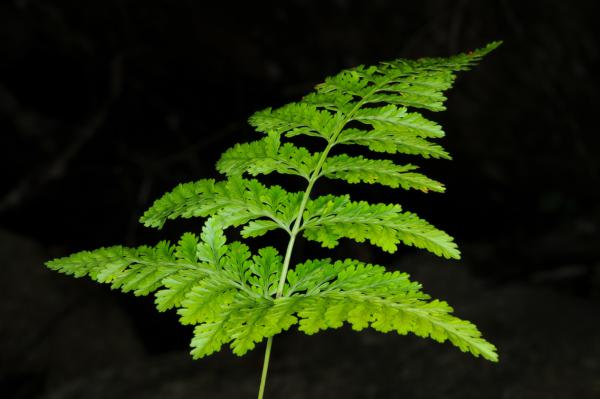 Basal pinnae