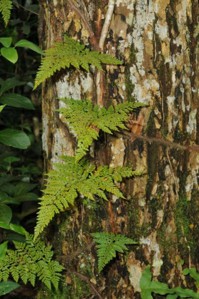 Habit on tree