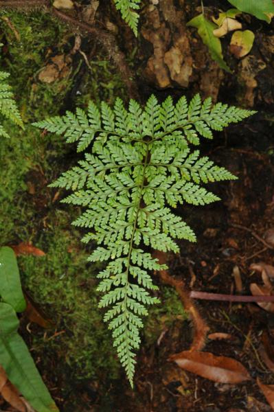 Habit