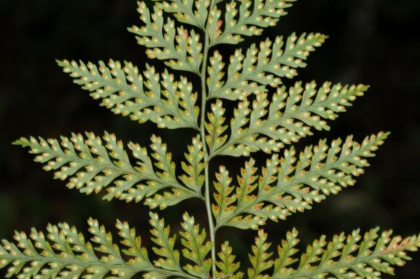 Lower surface of lamina