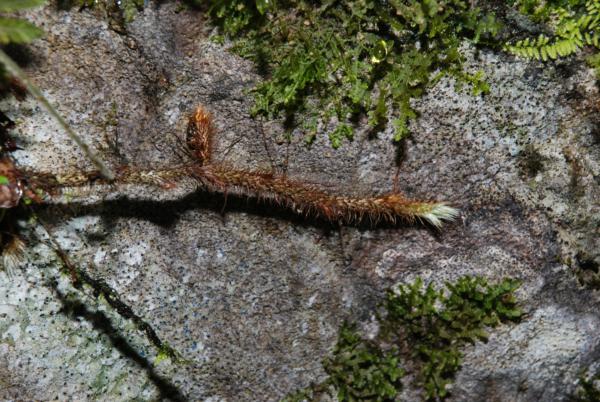 Rhizome