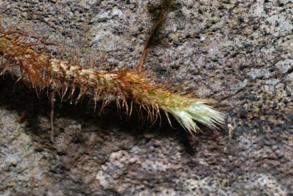 Rhizome