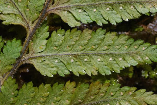 Lower surface of lamina