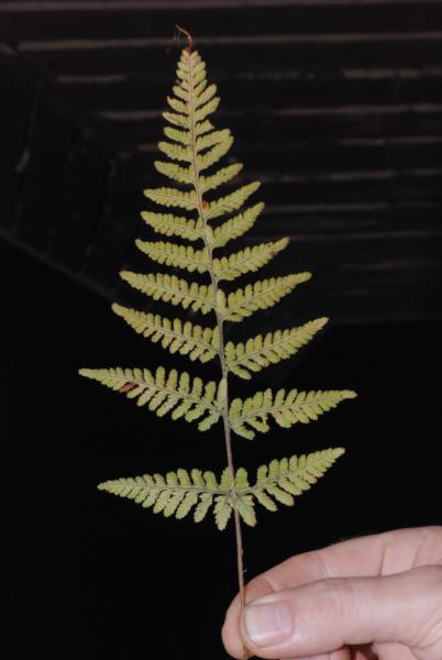 Frond