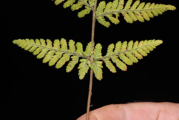 Basal pinnae