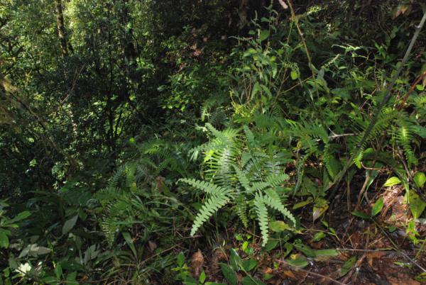 Habit