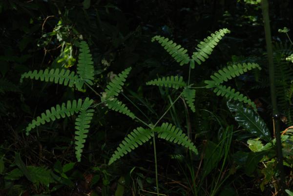 Young frond