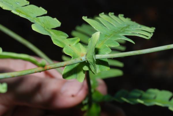 Node within frond