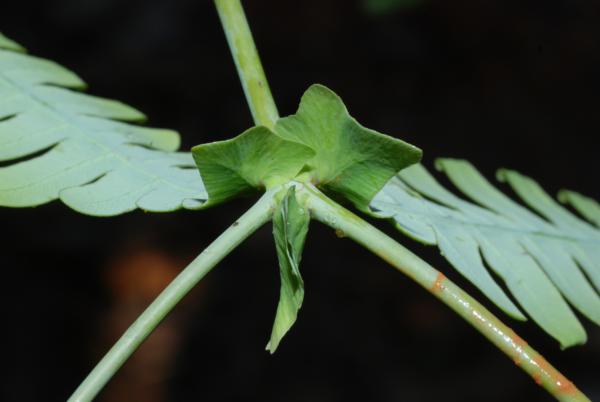 Node within frond