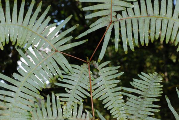 Lower surface of frond