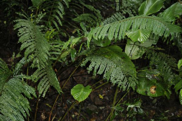 Habit