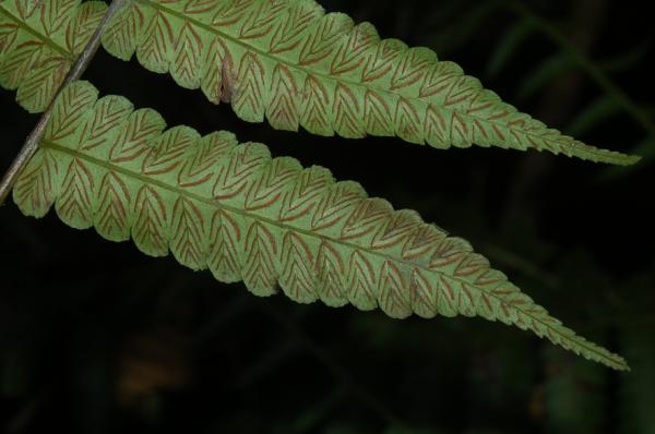 Lower surface of pinna
