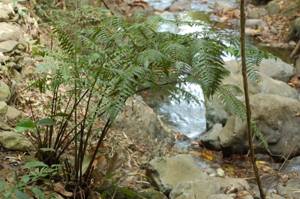 Habit
