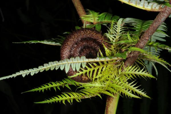 Node within frond with stipule-like leaflets