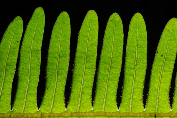 Upper surface of lamina
