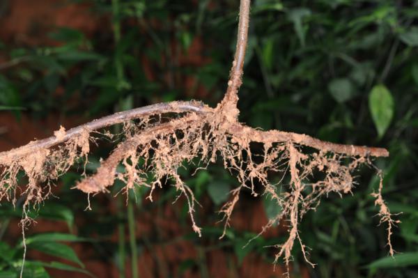 Rhizome