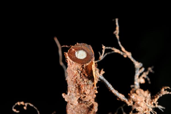 Cross section through rhizome