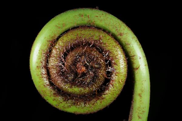 Crozier