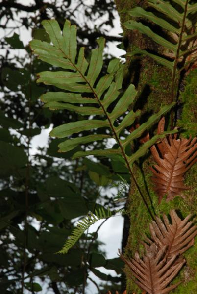 Habit