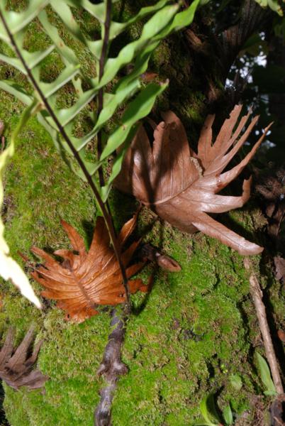 Nest leaves