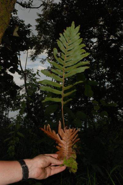 Whole plant