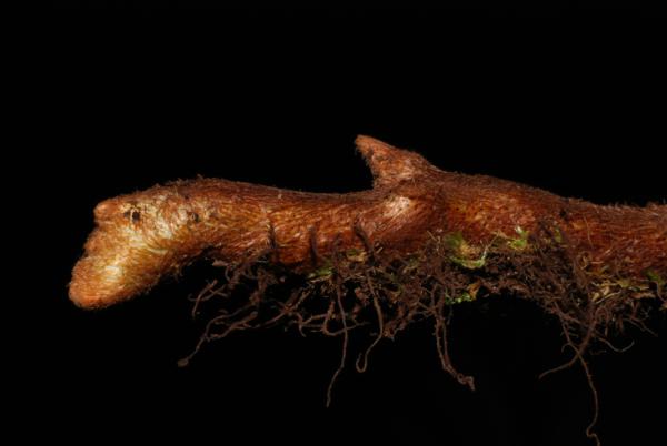 Rhizome