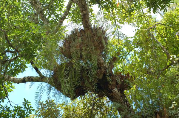 Habit