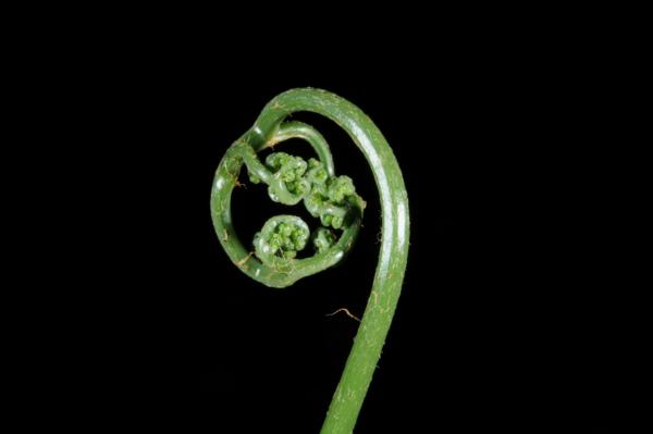 Crozier
