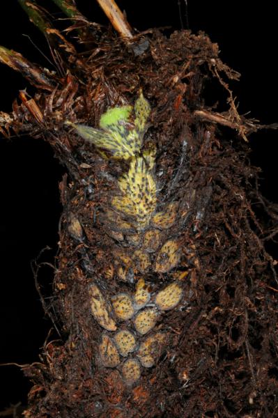 Rhizome