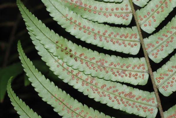 Lower surface of frond
