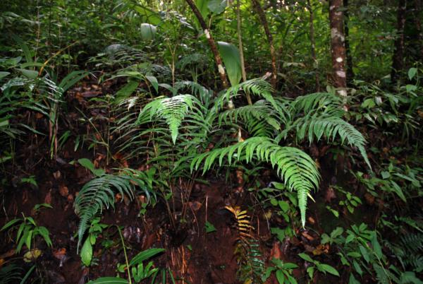 Habit