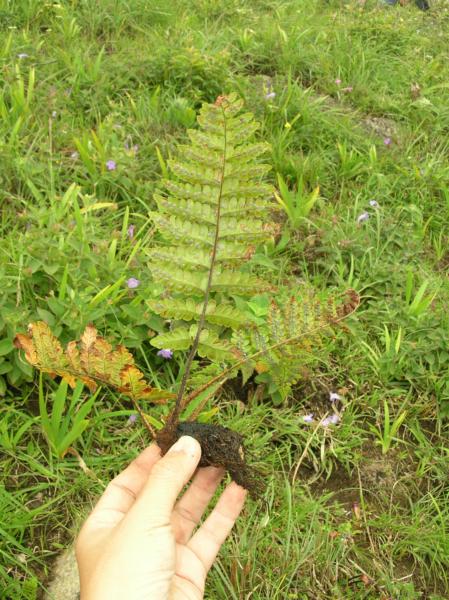 Whole plant