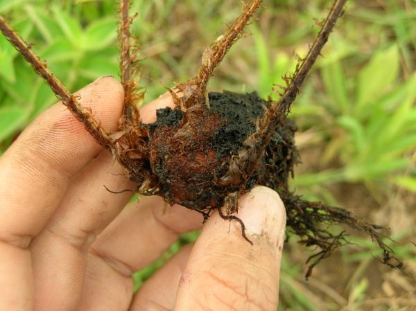 Rhizome