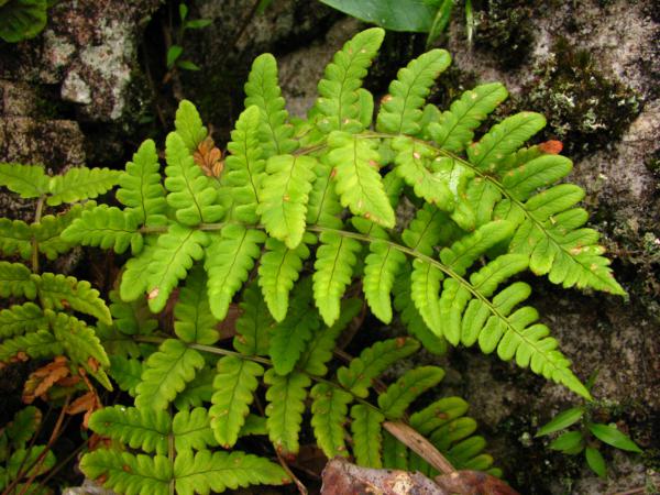 Habit
