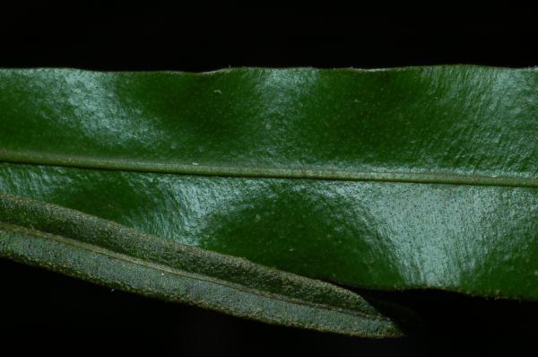 Upper surfaces of sterile and fertile fronds