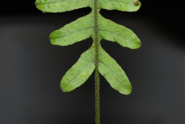 Basal pinnae