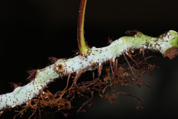 Rhizome