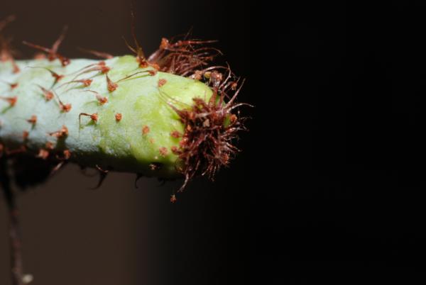 Tip of rhizome