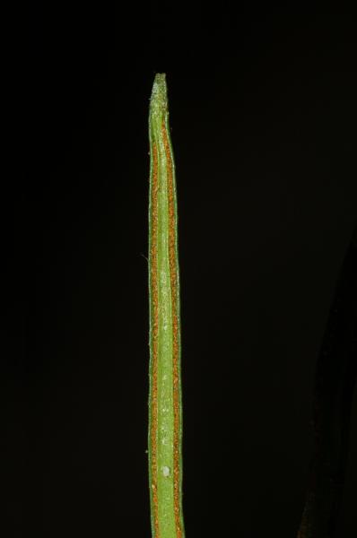 Sori
