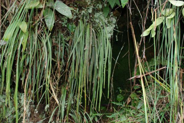 Habit