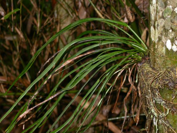 Habit