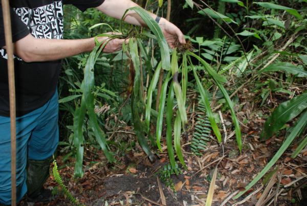 Whole plant