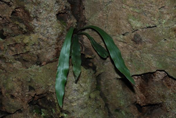 Habit