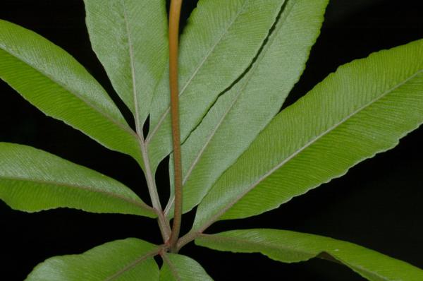 Trophophyll (sterile part of frond) with stalk of sporophyll (fertile part of frond)