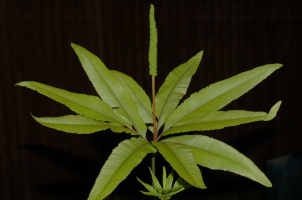 Whole plant