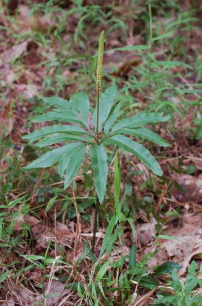 Habit